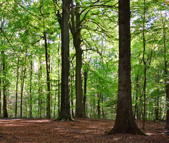 Mature trees in a forest.